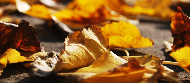 Automne