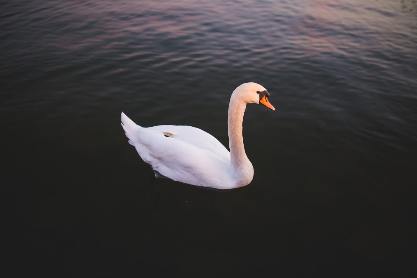 Un cygne